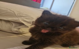 British Shorthair cats for sale: Sale kittens  - Image 13