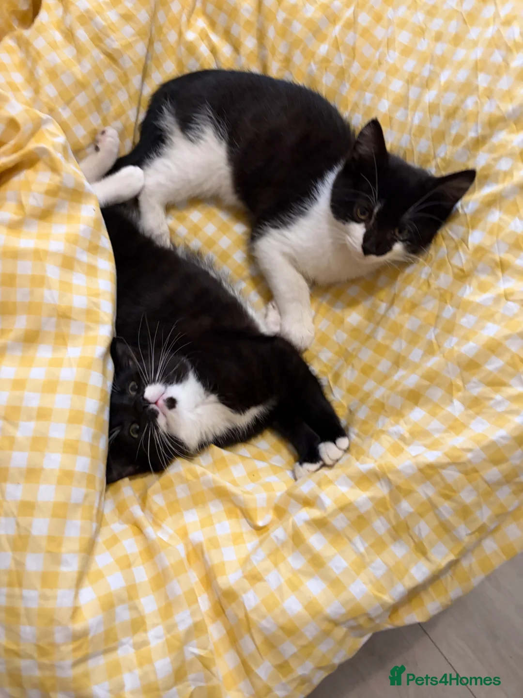 Mixed Breed cats for sale: cute black and white kittens - Advert 5