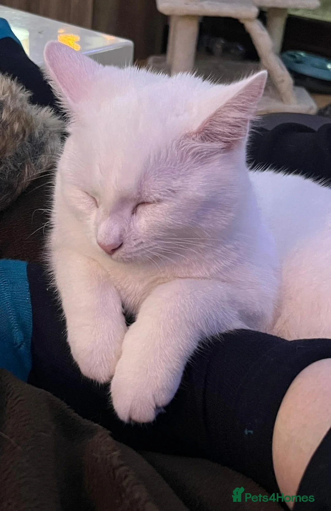 Mixed Breed cats for sale: SNOWDROP  - Advert 4