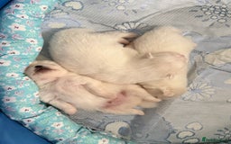 Pomeranian dogs for sale: Pom bears looking for loving homes❤️ - Image 22