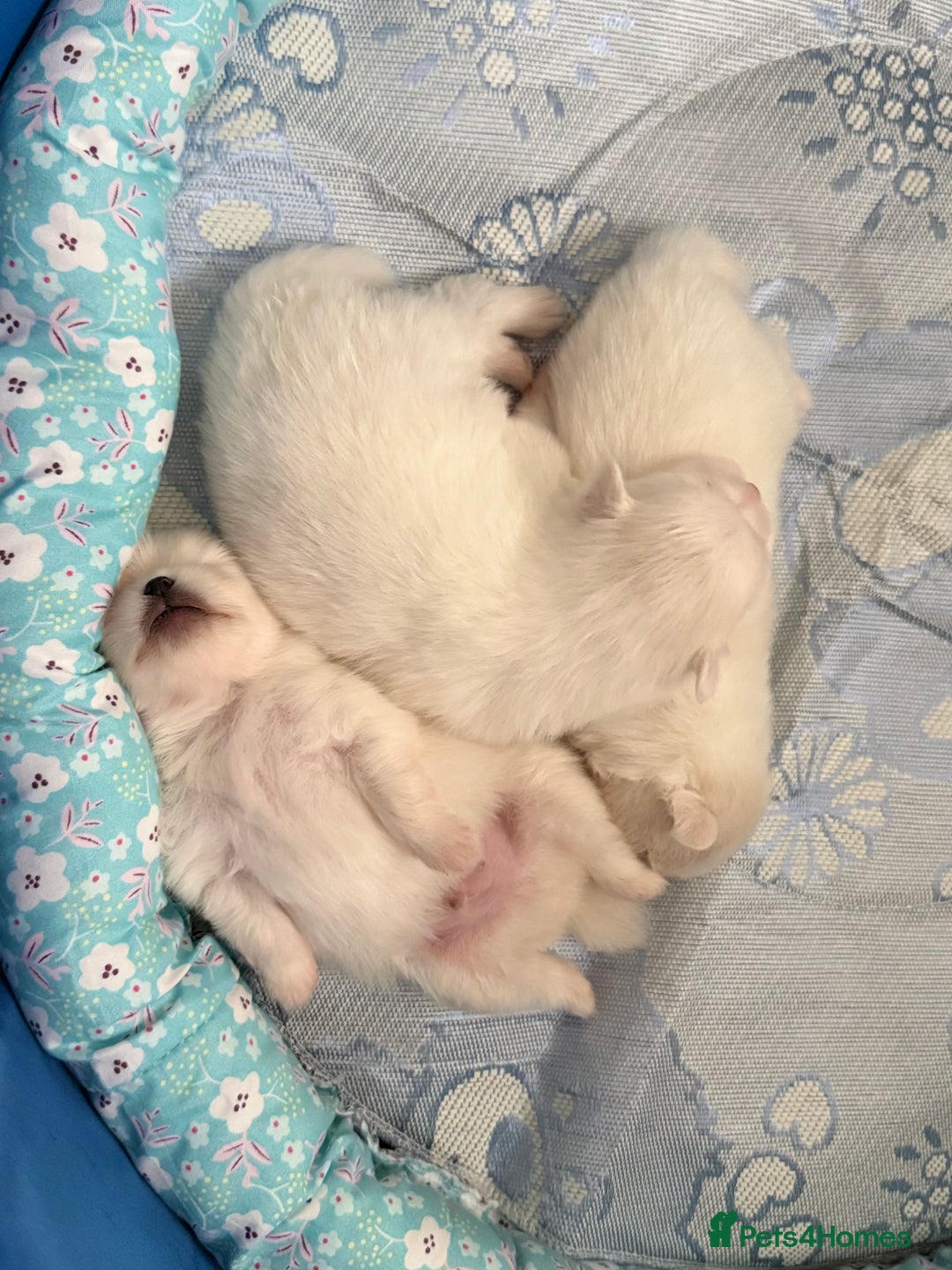 Pomeranian dogs for sale: Pom bears looking for loving homes❤️ - Image 22