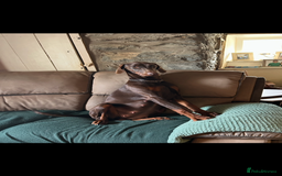 Dobermann dogs for sale: Doberman puppies for sale  - Image 4
