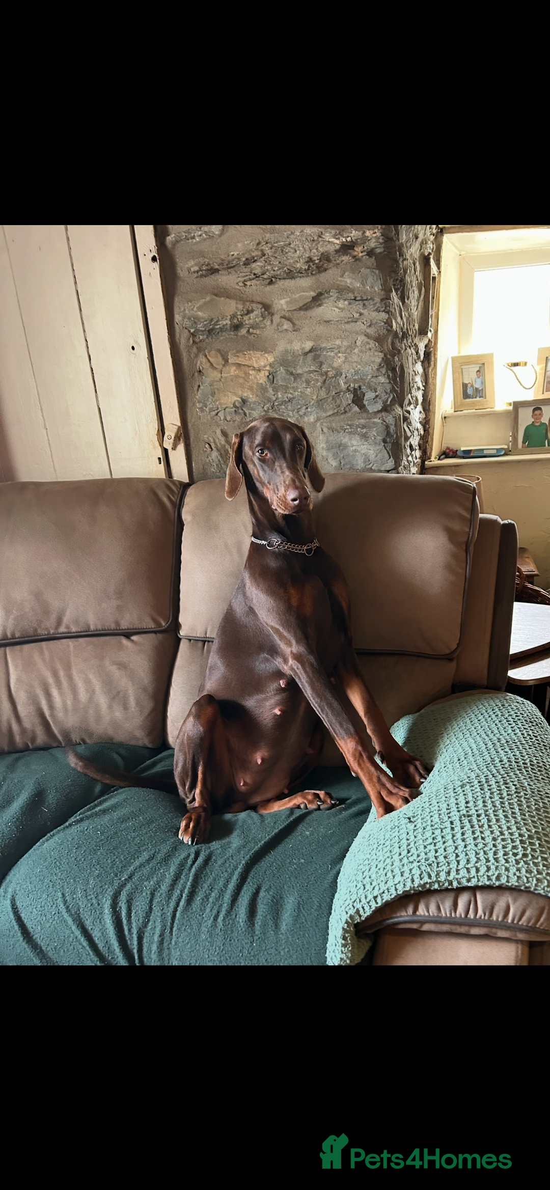 Dobermann dogs for sale: Doberman puppies for sale  - Image 4