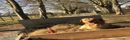 Labrador Retriever dogs for stud: “Yellow Valey”  in Cheltenham - Advert 3