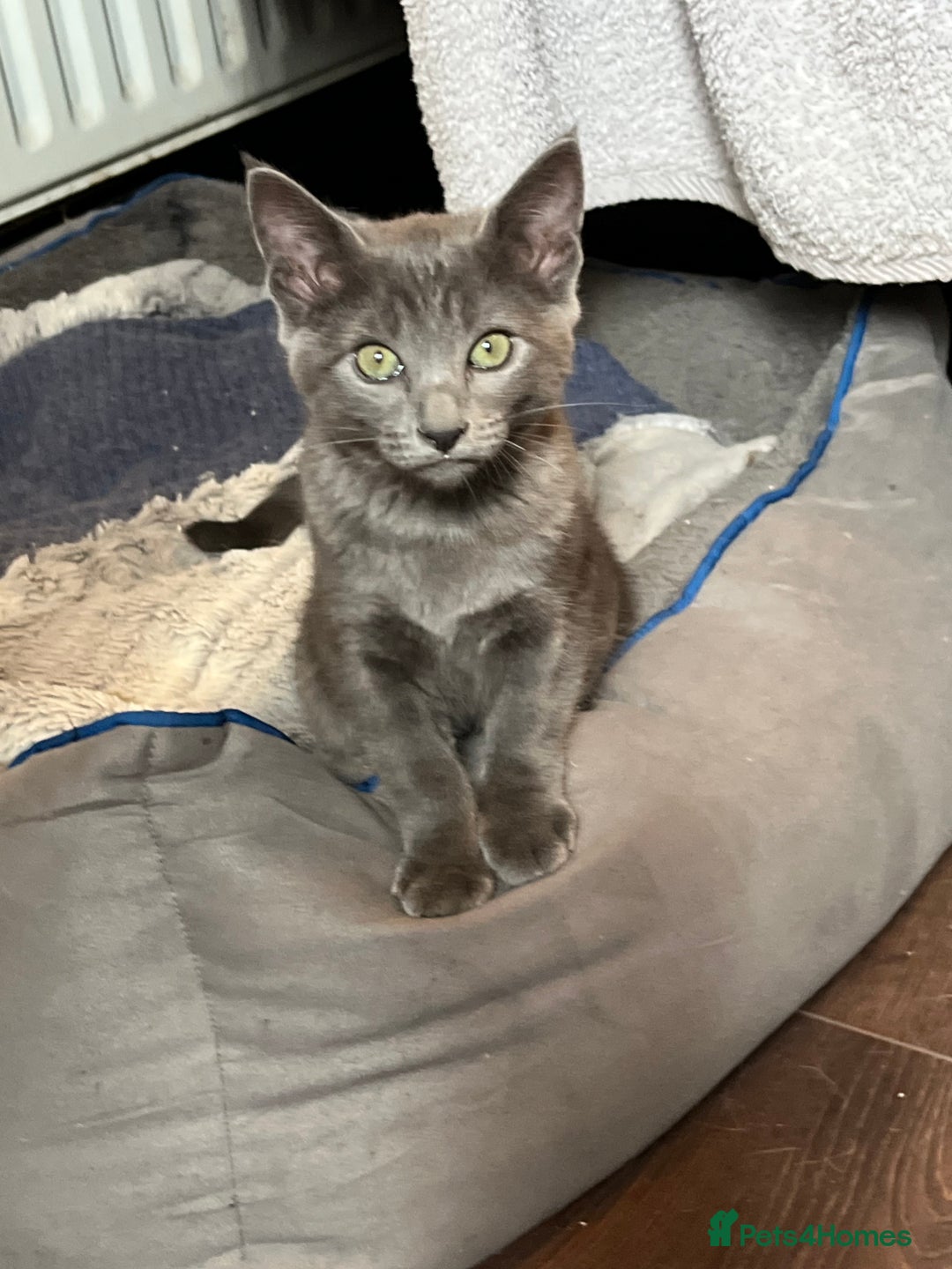 Oriental cats for sale: 5 STUNNING RAGAMESE KITTENS - Image 18