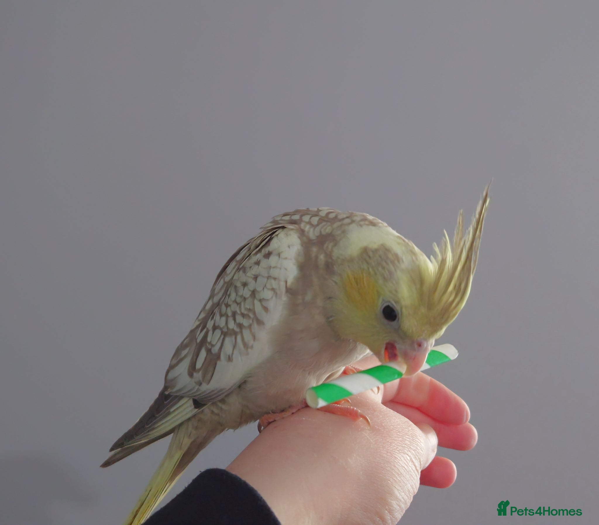 Cockatiels birds Hand reread silly tame DNA sexed baby cockatiels  - Advert 12