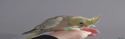 Cockatiels birds for sale: Hand reread silly tame DNA sexed baby cockatiels  - Advert 7