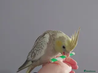 Cockatiels birds Hand reread silly tame DNA sexed baby cockatiels - Advert 13