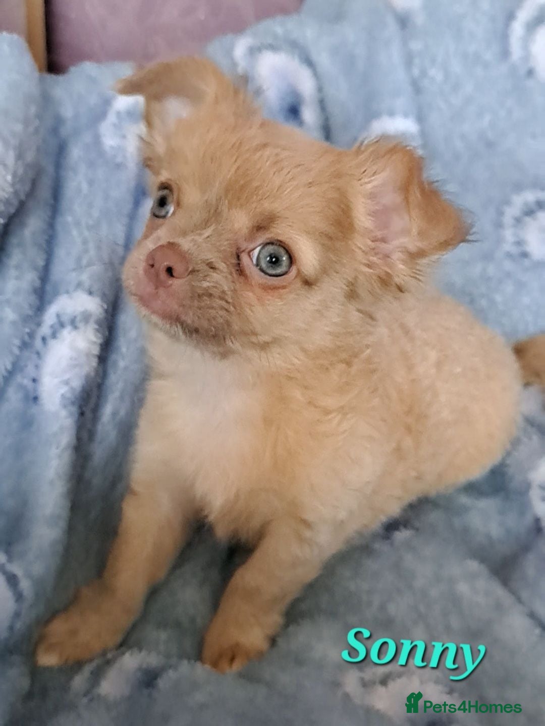 Chihuahua dogs 1 lilac & 1 black Long Coat Chihuahua male pups - Advert 15