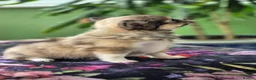 Chihuahua dogs for sale: Amazing Tiny Longcoat Chihuahua Puppies - Advert 8