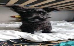 Scottish Terrier dogs for sale: Gorgeous Scottish boy available  - Image 7