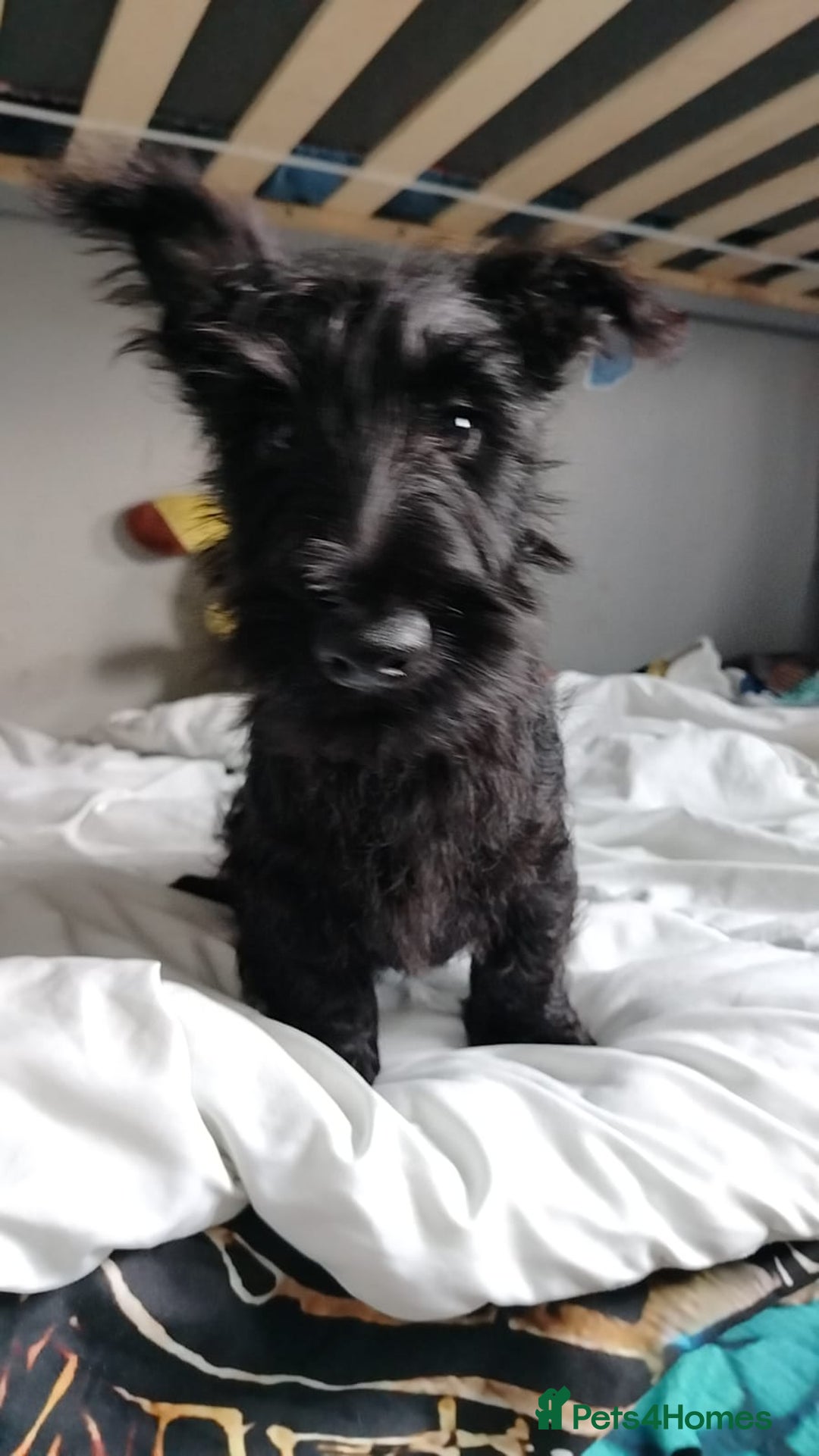 Scottish Terrier dogs for sale: Gorgeous Scottish boy available  - Image 7