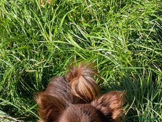 Chihuahua dogs in Doncaster - Advert 5