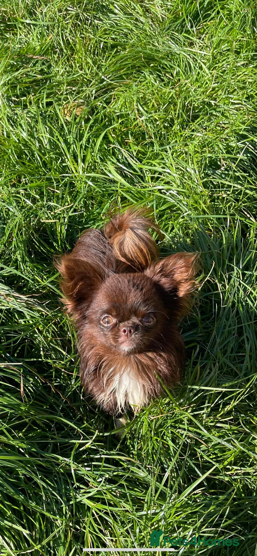 Chihuahua dogs for stud: Our Tiny 1.2kg chihuahua stud in Doncaster - Advert 1