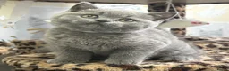 British Shorthair cats for sale: Ch sired GCCF Reg British shorthairs  - Advert 8