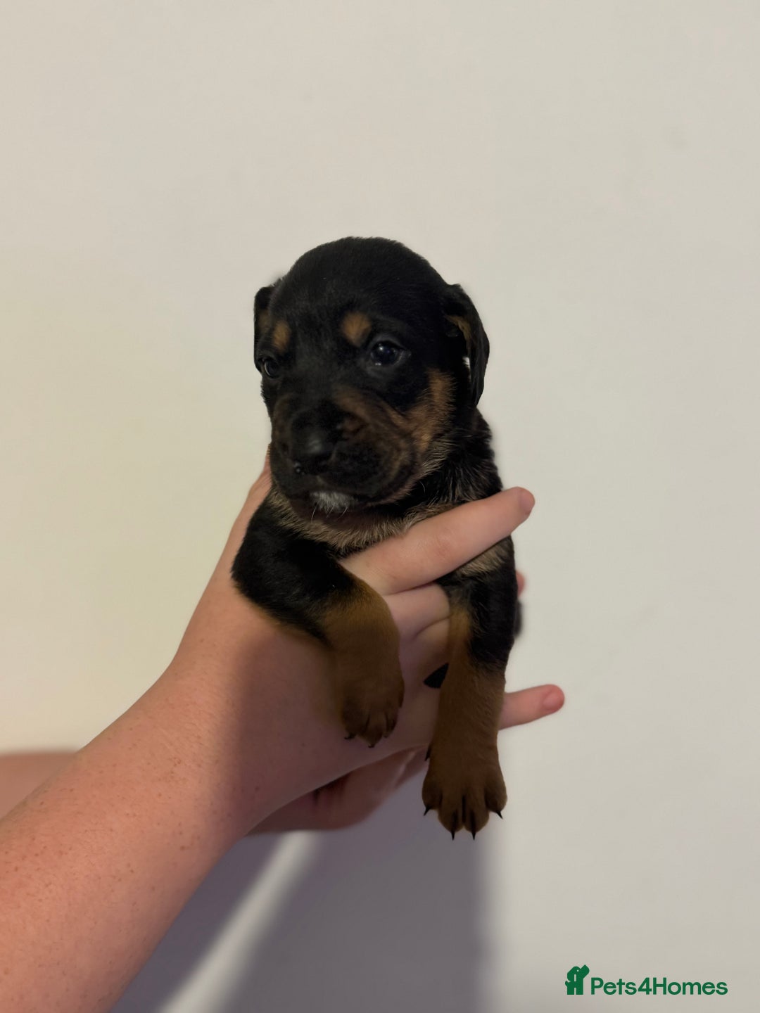 Mixed Breed dogs for sale: Beautiful unique puppies  - Image 9