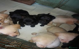 Goldador dogs for sale: GOLDADOR PUPPIES - Image 3