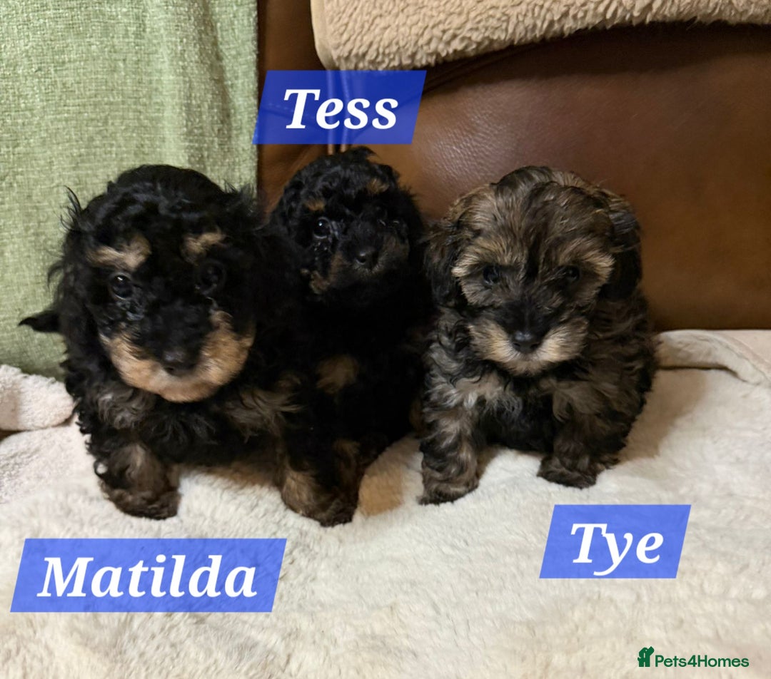Maltipoo dogs for sale: Multipoo - Advert 25