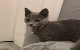 Russian Blue cats for sale: Russian Blue Kittens - Image 16