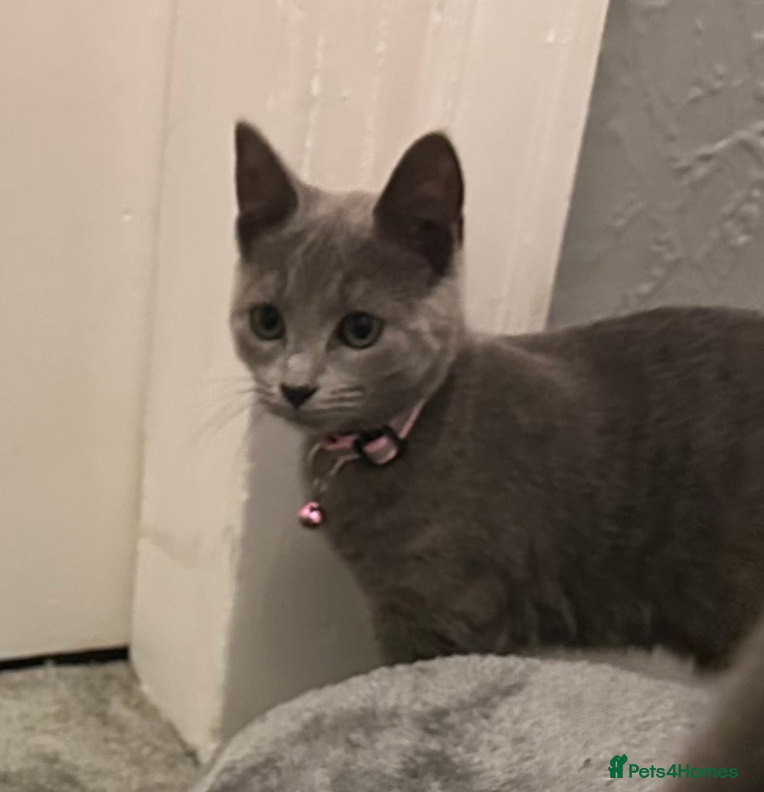 Russian Blue cats for sale: Russian Blue Kittens - Image 16