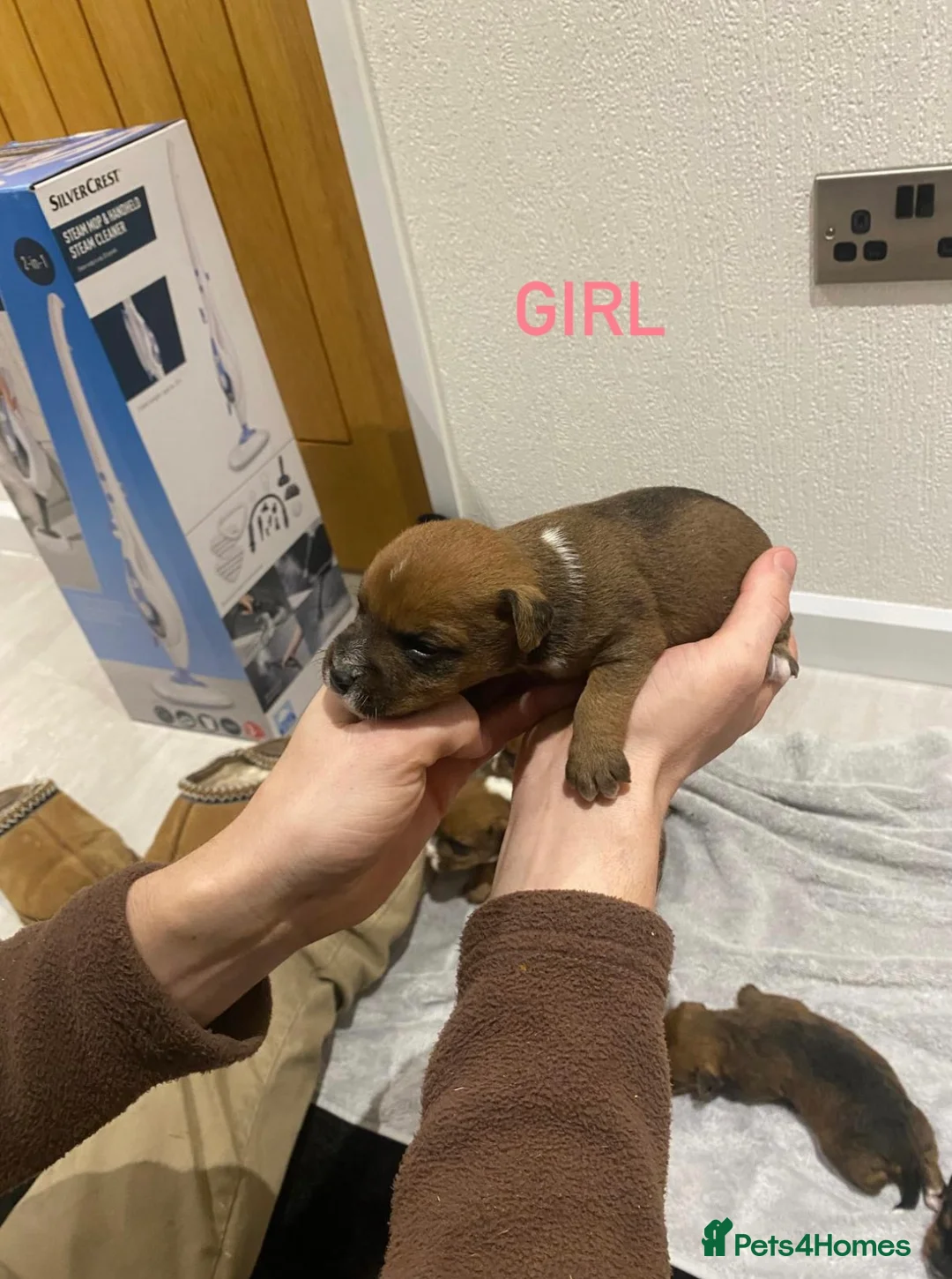 Mixed Breed dogs for sale: Lakeland x Jack Russell - Advert 4