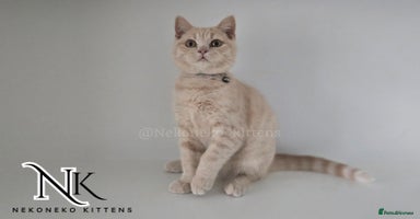 British Shorthair cats in Ilkeston - Advert 13