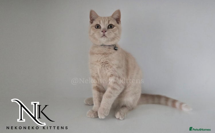 British Shorthair cats in Ilkeston - Advert 11
