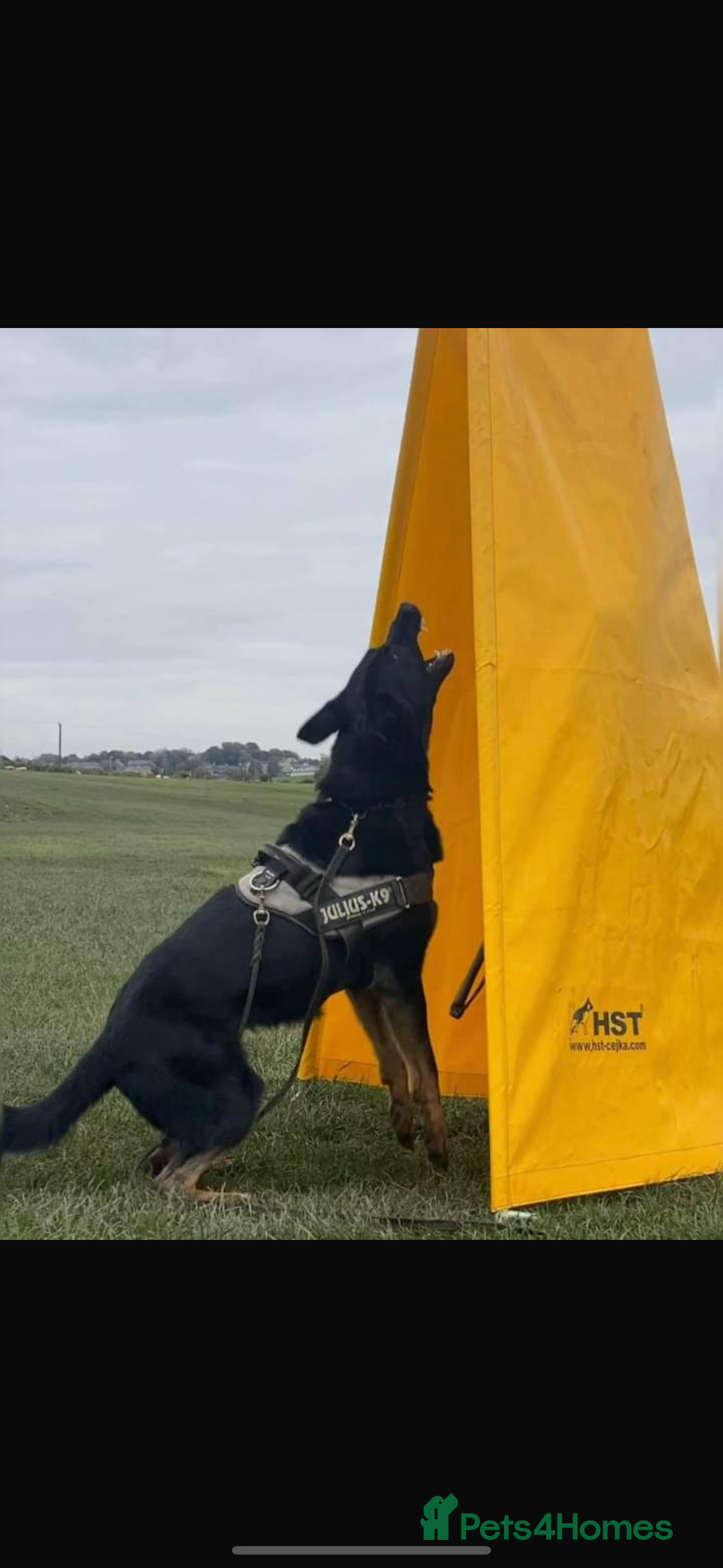 German Shepherd dogs for sale: Outstanding KC Working Line German Shepherd Pups - Image 13