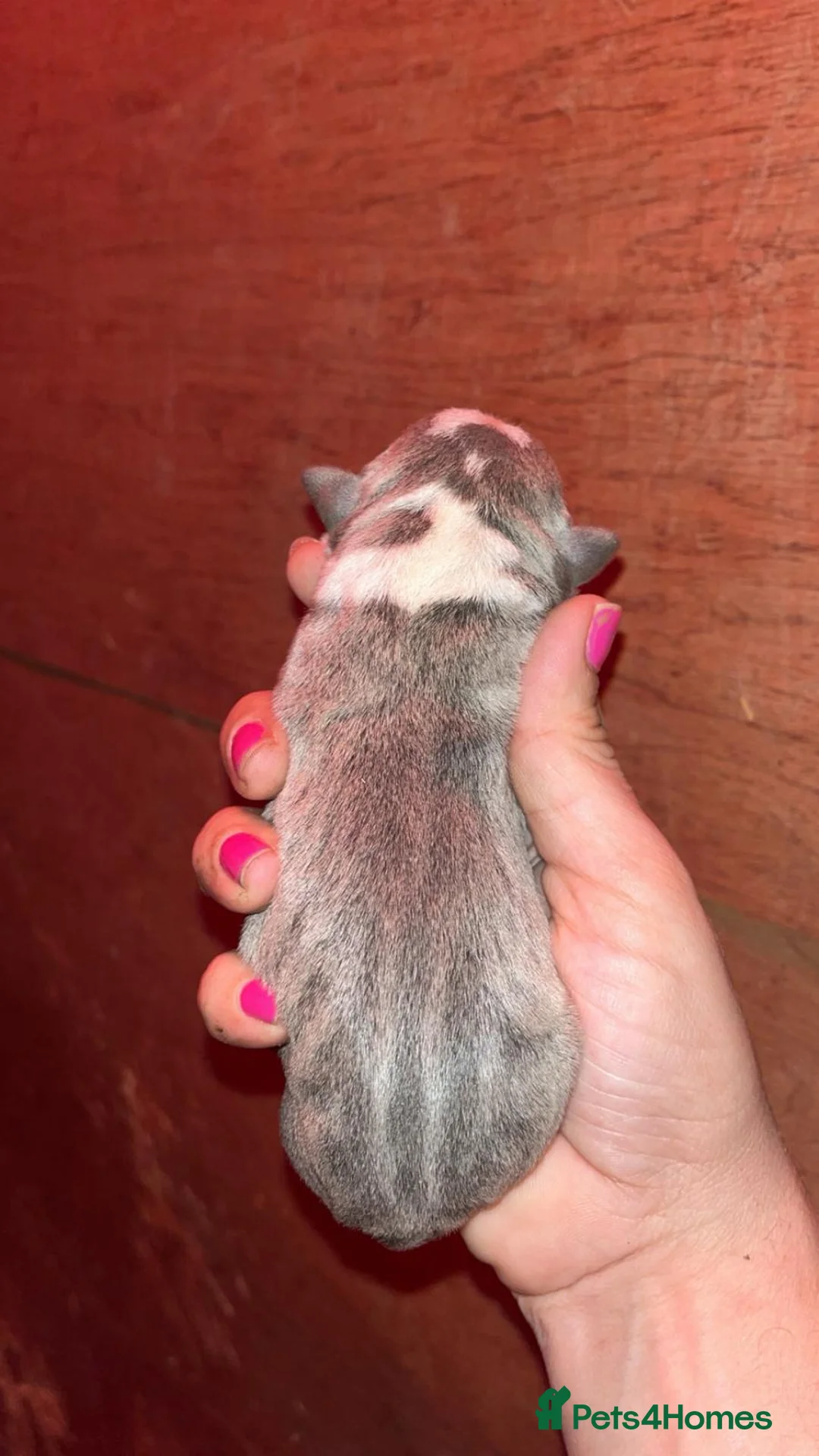 Staffordshire Bull Terrier dogs for stud: PROVEN Blue Brindle Staffordshire Bull Terrier  - Advert 17