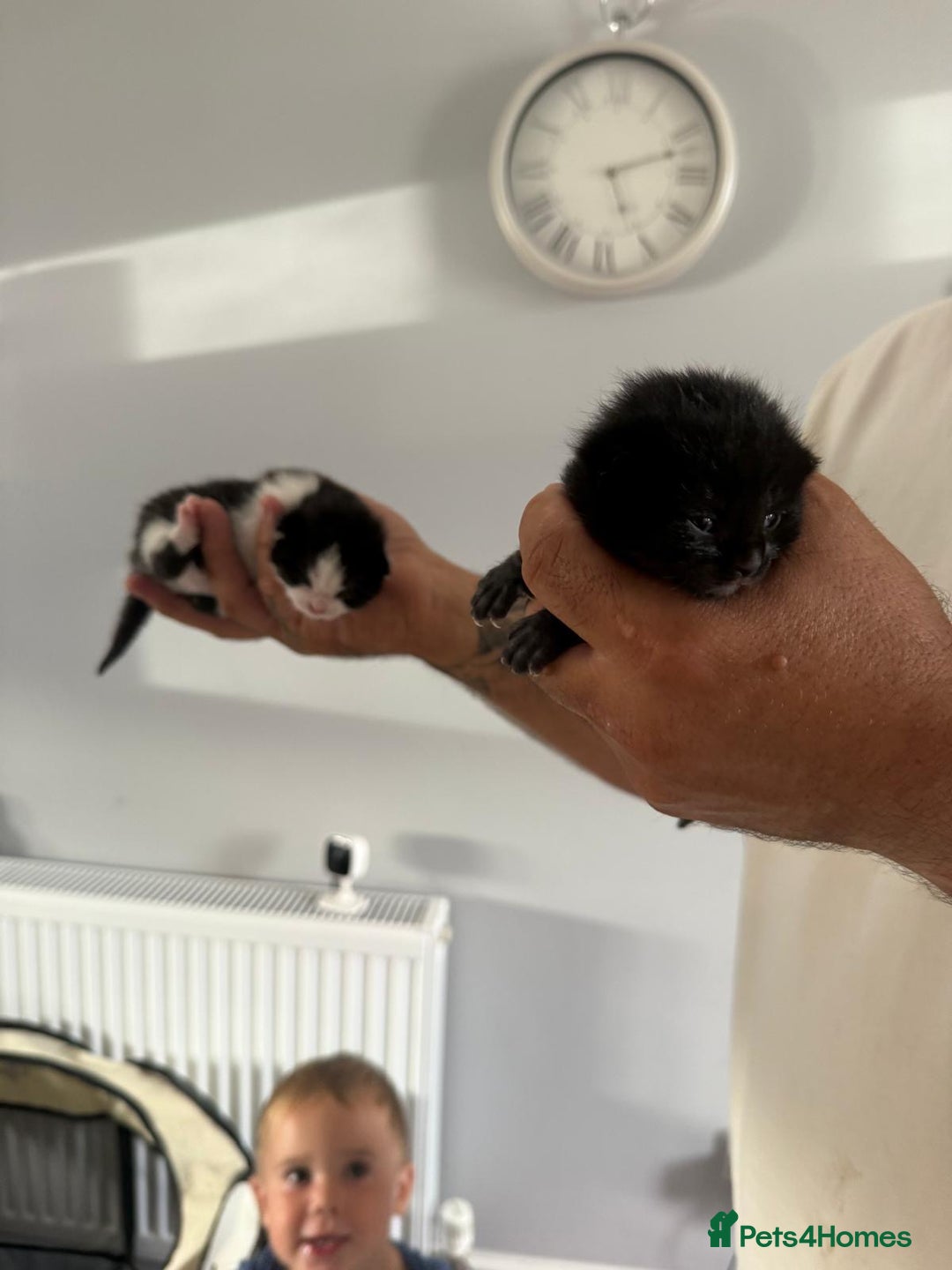 Mixed Breed cats for sale: 2 male kittens  - Image 1
