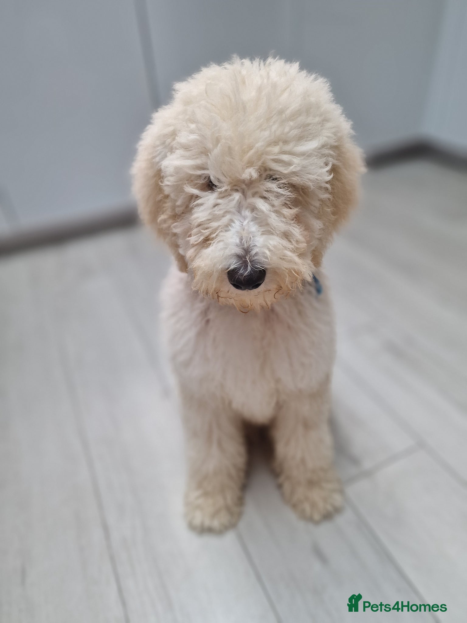 Standard Poodle dogs for stud: Standard White Poodle as stag - Advert 26
