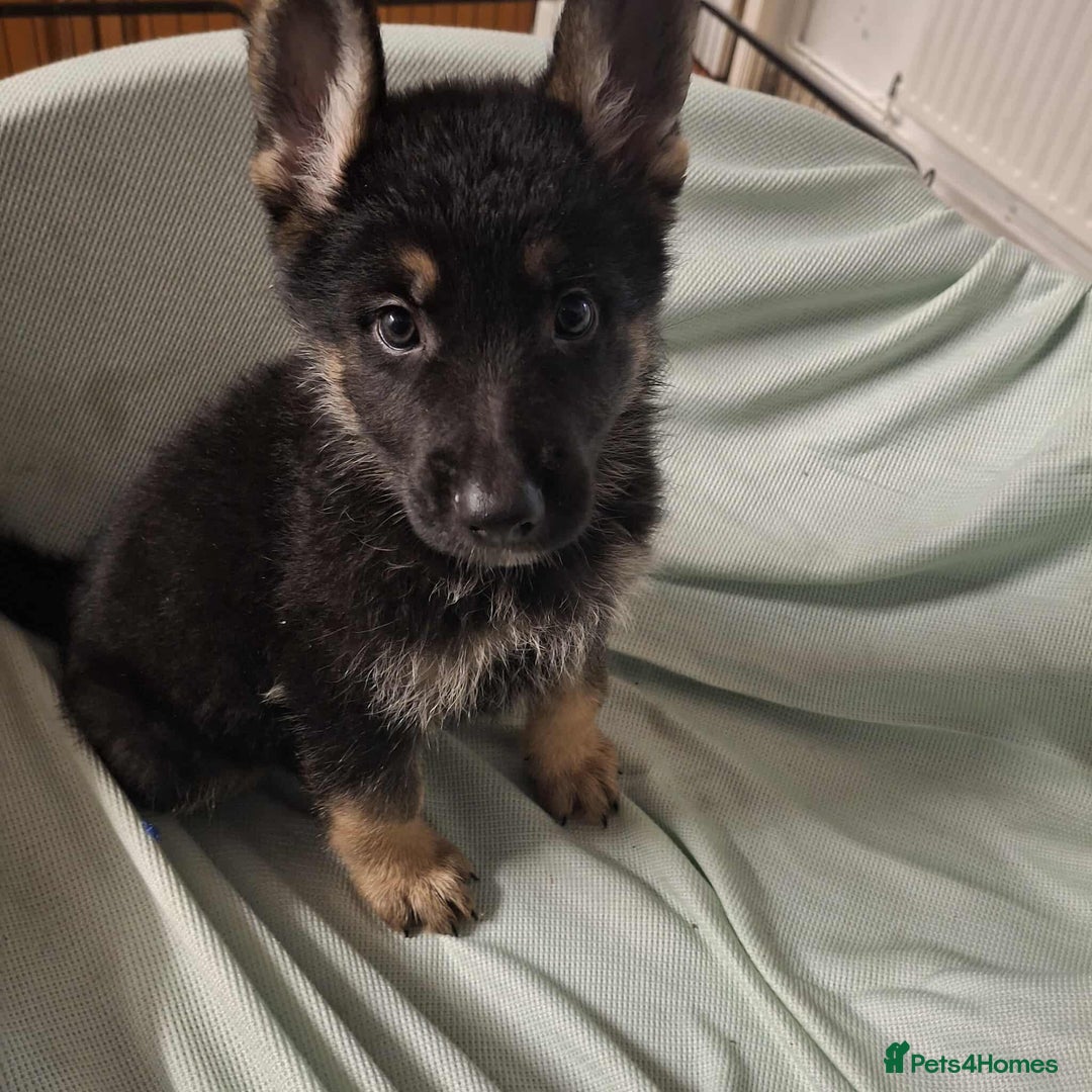 German Shepherd dogs for sale: *Ready Now* Pure Bred German Shepherd Pups - Image 1