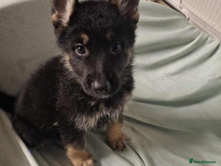 German Shepherd dogs - Advert 4