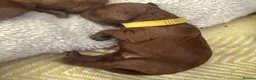 Cavapoo dogs for sale: Beautiful F1b Cavapoo Puppies ❤️ - Advert 12