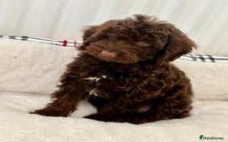 Cockapoo dogs for sale: BEAUTIFUL COCKERPOO PUPPIES  - Image 4
