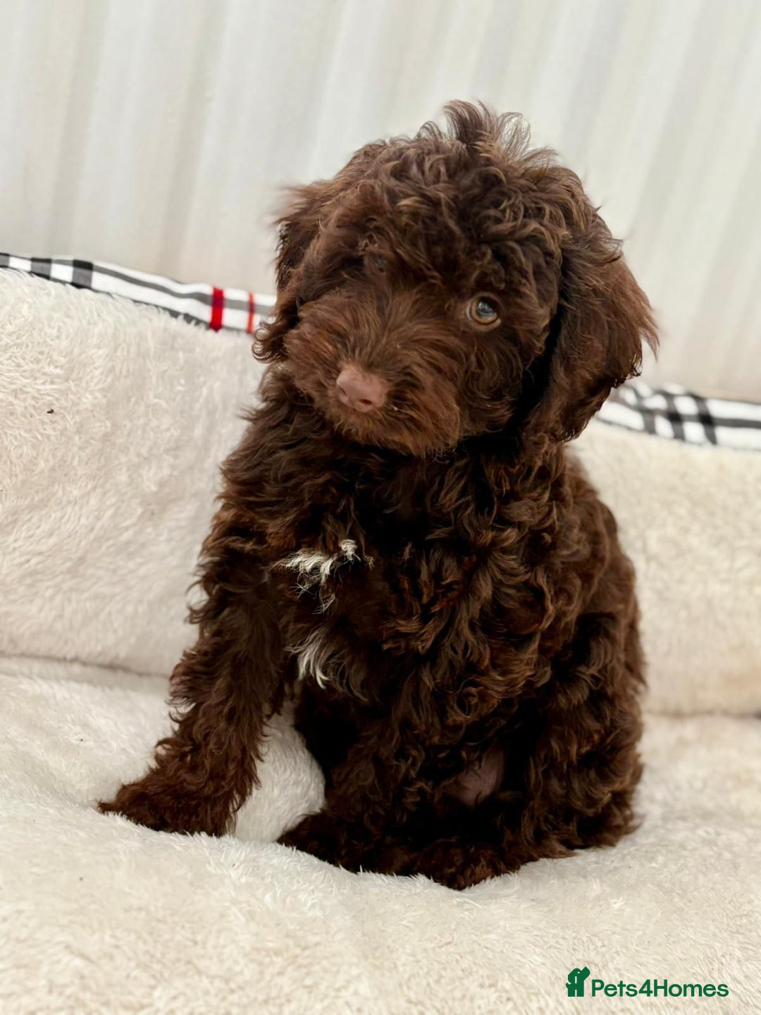Cockapoo dogs for sale: BEAUTIFUL COCKERPOO PUPPIES  - Image 4