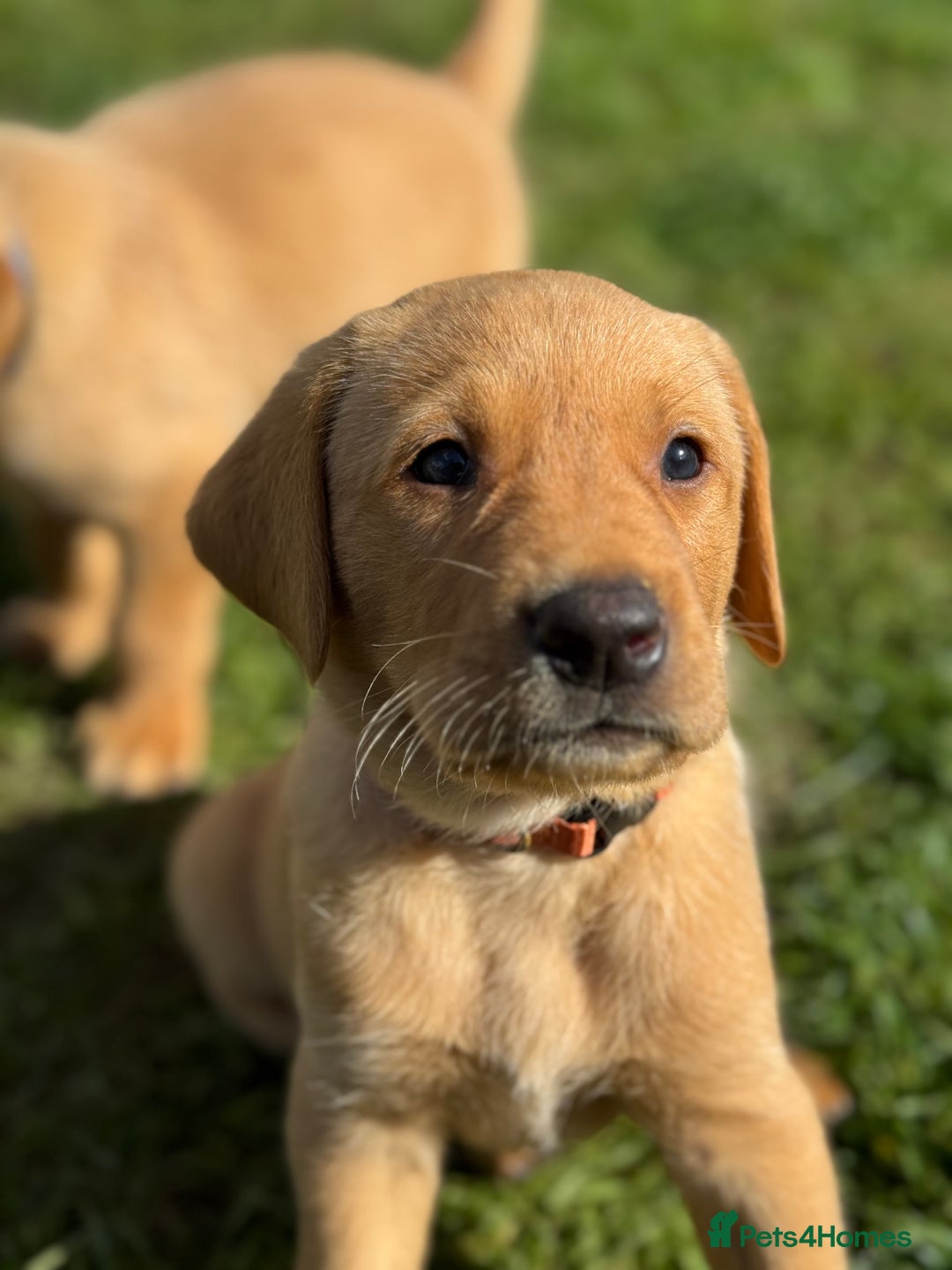 Labrador Retriever dogs for sale: Fox Red Boy  - Image 1