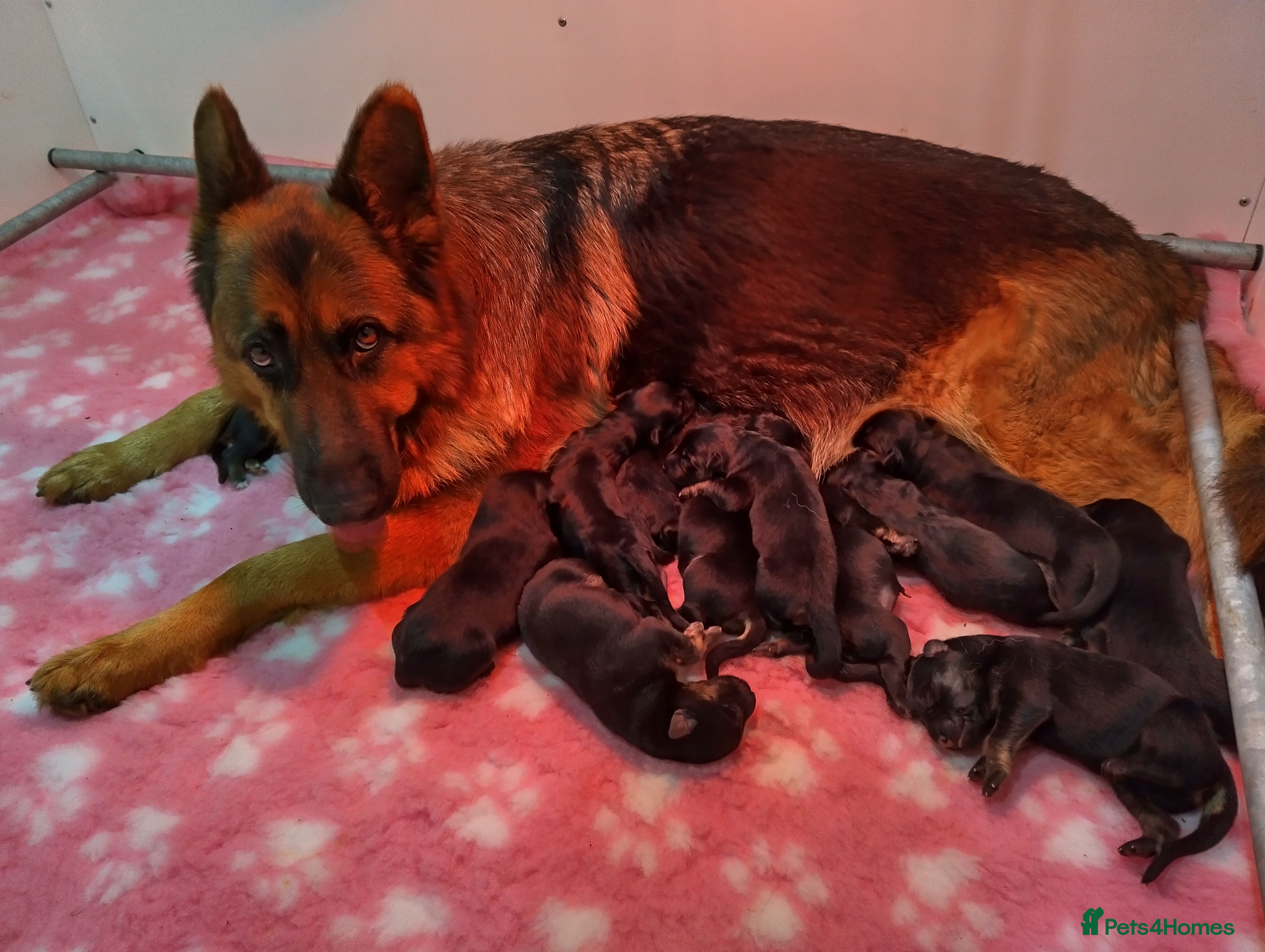 German Shepherd dogs QUALITY GERMAN SHEPHERD PUPPIES FOR SALE - Advert 7