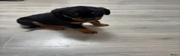 Rottweiler dogs for sale: 🐾🐶 beautifulRottweiler puppies 3 Girls Left🐶🐾 - Advert 29