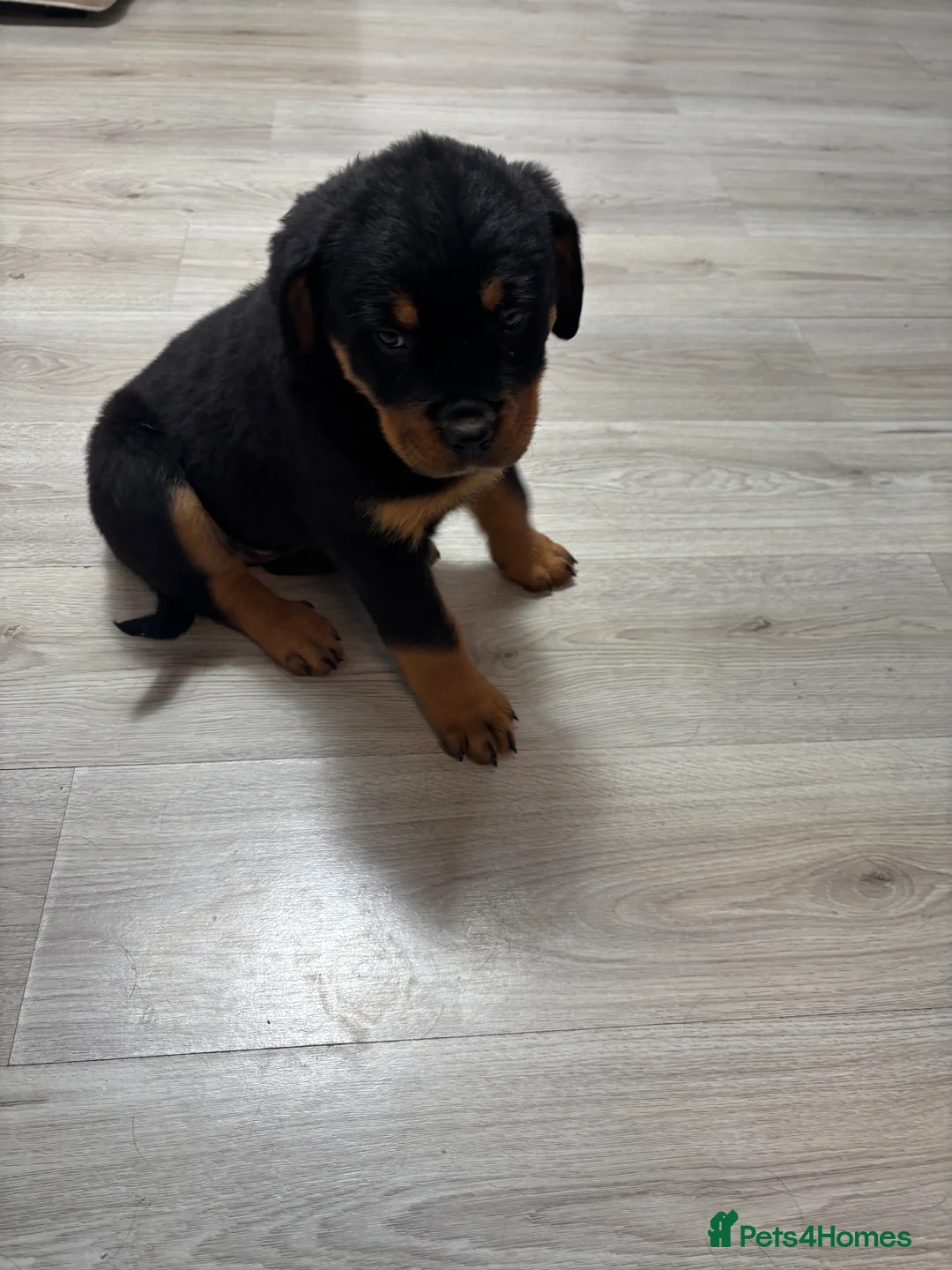 Rottweiler dogs for sale: 🐾🐶 beautifulRottweiler puppies 3 Girls Left🐶🐾 - Advert 29