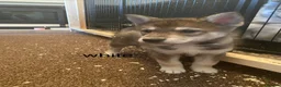 Utonagan dogs for sale: utanagan cross czech wolf dog  - Advert 4