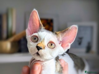 Devon Rex cats - Advert 5