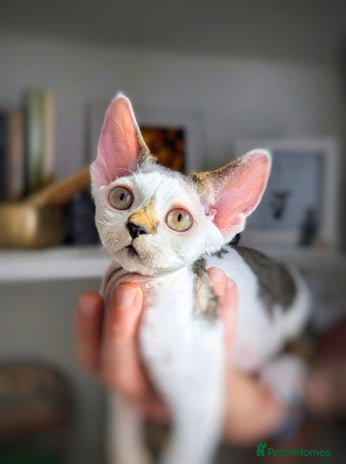 Devon Rex cats - Advert 3