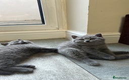 British Shorthair cats for sale: Chunky British Shorthair Kittens  - Image 4