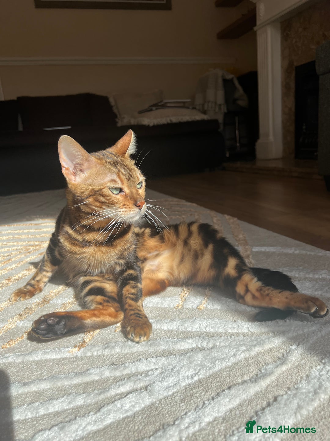 Bengal cats for sale: Marble Bengal Adult Female  - Image 8