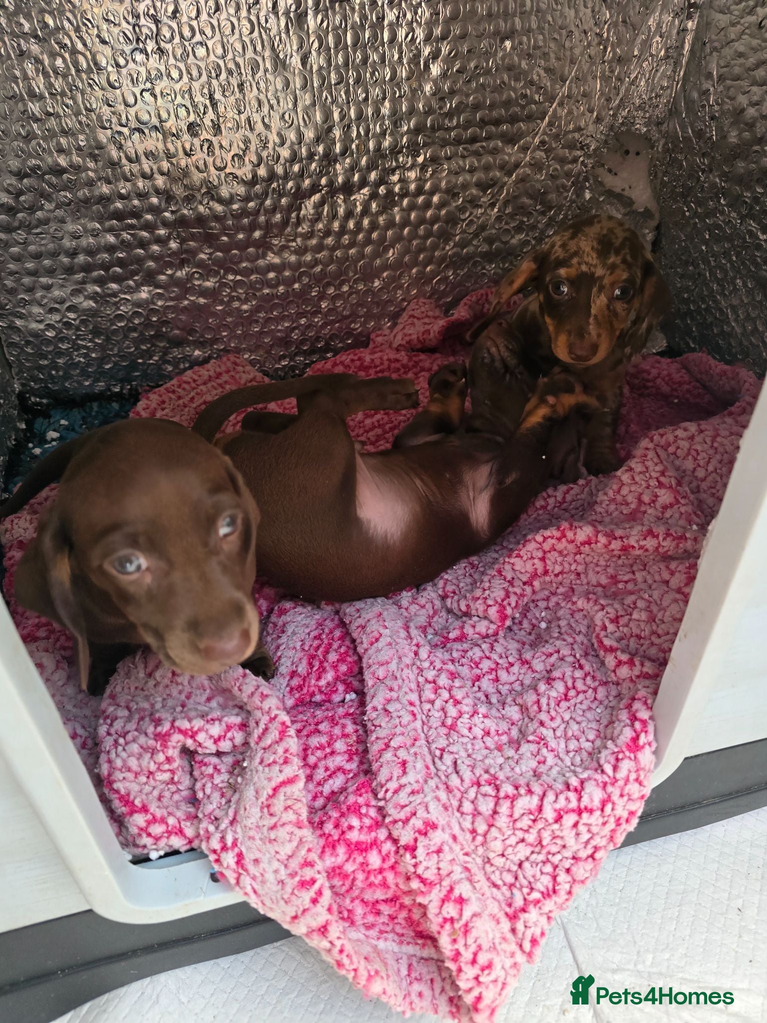 Dachshund dogs 4 extra mini daschunds in Bolton  - Advert 2