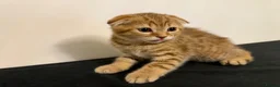 Scottish Fold cats for sale: Stunning Scottish fold kittens are ready - Advert 15