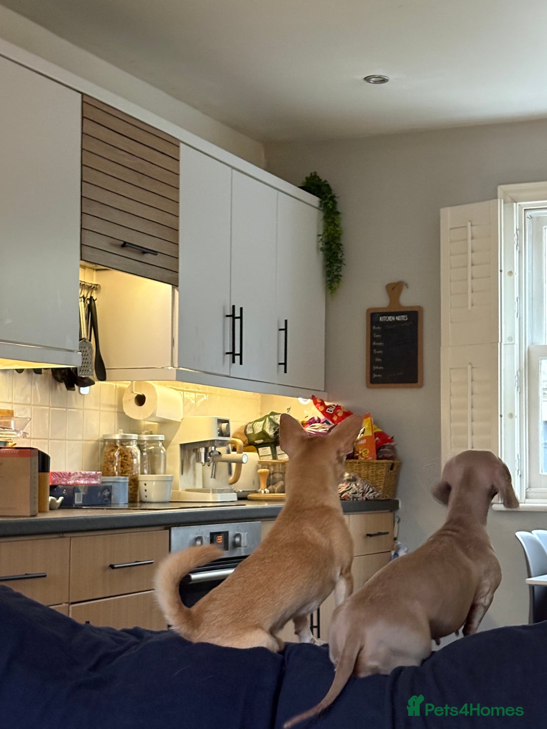 Miniature Dachshund dogs for sale: Winnie: beautiful 4yo mini dachshund, Derbyshire - Advert 2