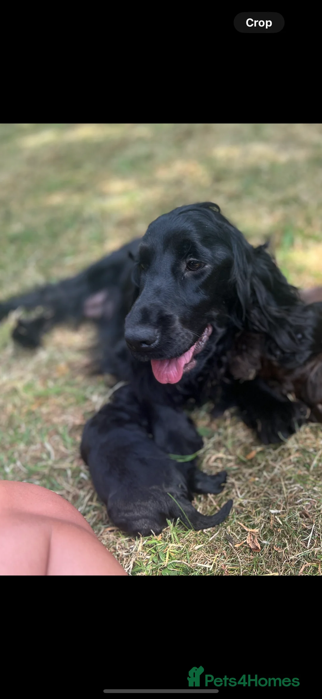 Cockapoo dogs for sale: CURLY F1 COCKERPOO - Advert 7