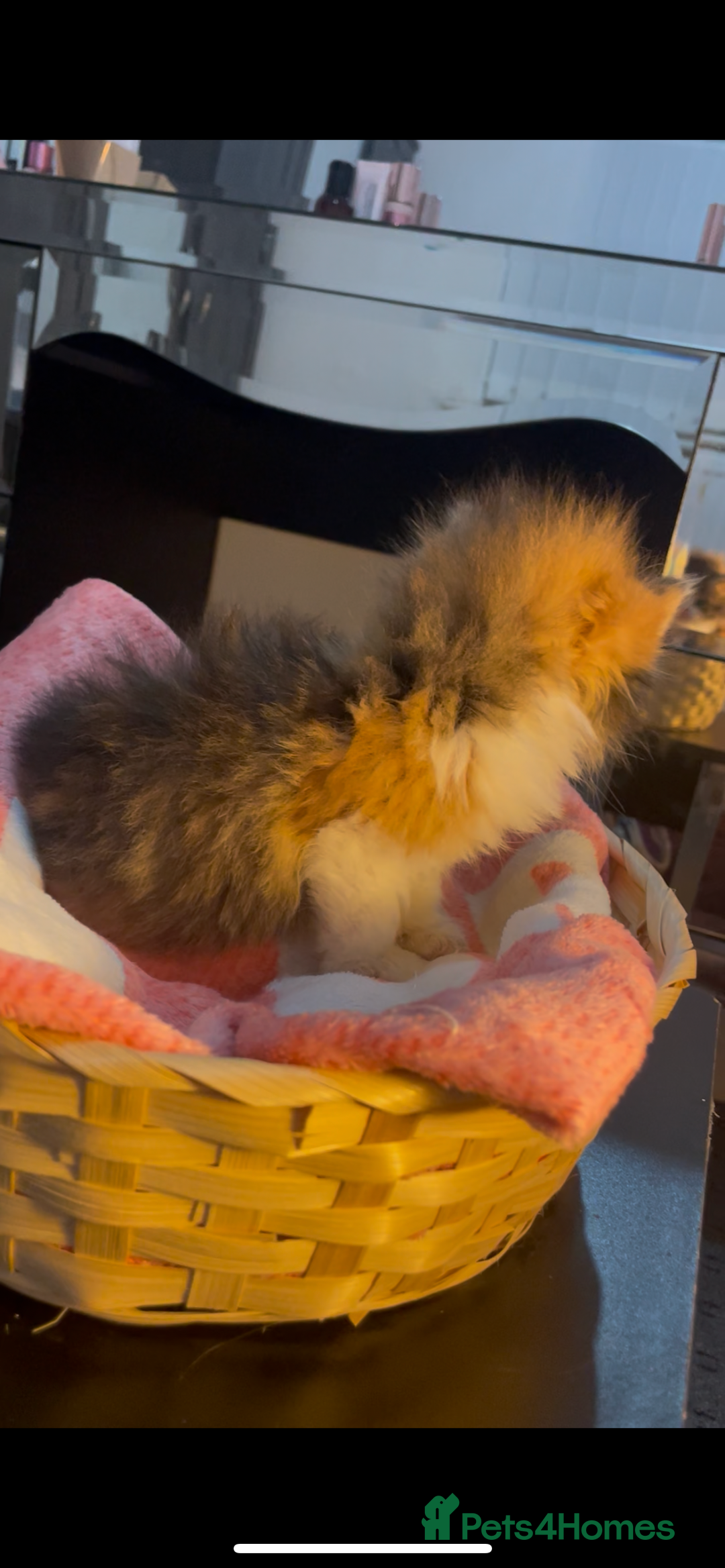 Siberian cats for sale: Kittens for sale bradford - Advert 19